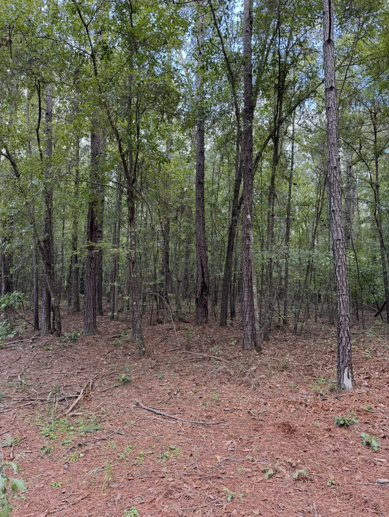 Pine woodland with the underbrush cleared from the forest floor.
